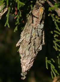 Evergreen Bagworm Evergreen Bagworm